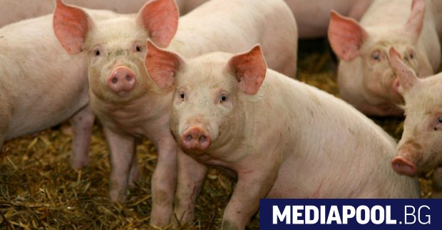 Огнище на африканска чума по свинете пламна в стопанство за