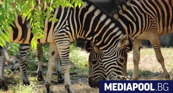 Софийския зоопарк е получил пет равнинни зебри от подвида зебра