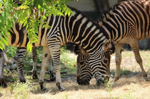 Софийският зоопарк получи стадо равнинни зебри