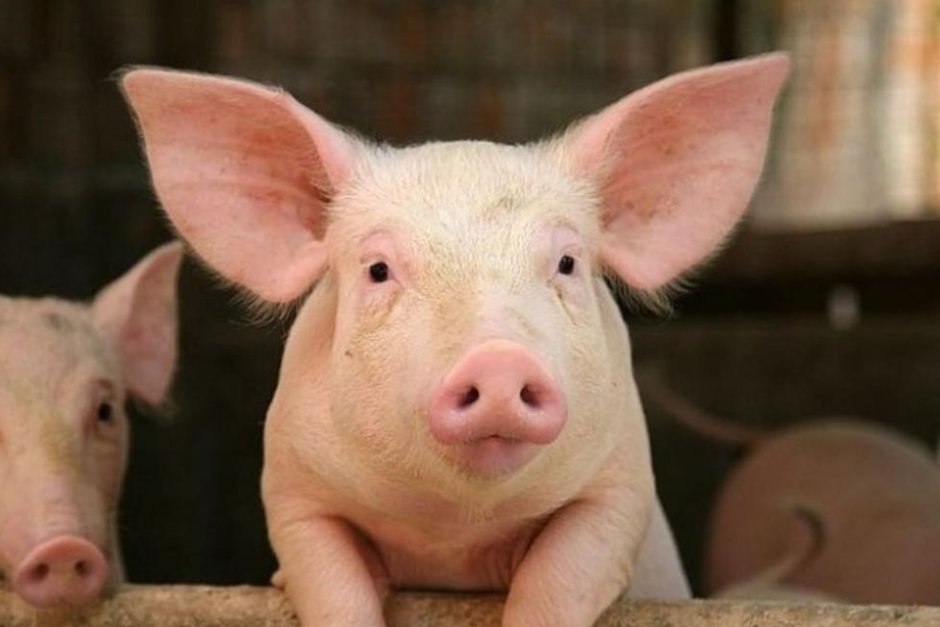Кабинетът даде 11.6 млн. лв. за обезщетения и мерки срещу чумата по свинете