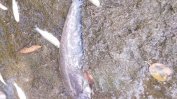 Отровена риба по Осъм в ловешко