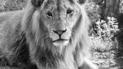 Лъвчето Масуд почина след тежко влошаване на здравето