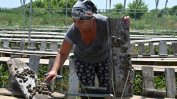 Коронакризата удари охлювната индустрия на Украйна