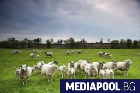 Министерство на земеделието стартира незабавна проверка дали действително 120 000