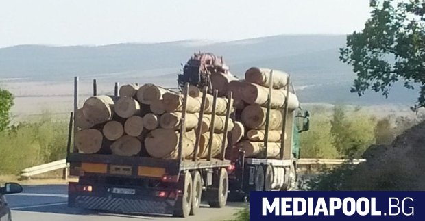 Над 2500 кубика вековна гора е изсечена над Котел и