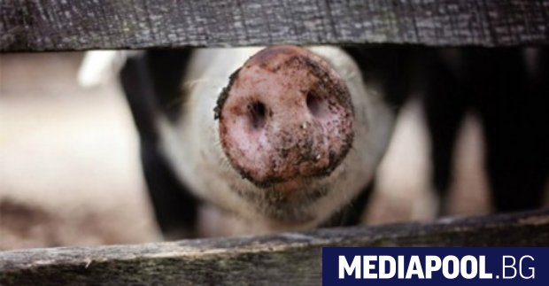 Китай наложи забрана за внос на свинско месо от Германия