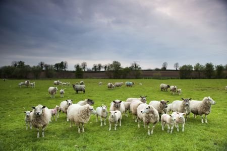 Земеделието се втурна на незабавна проверка за "виртуални" животни