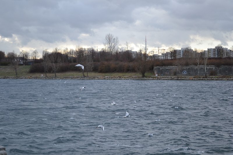 Издирва се 13-годишно момче, скочило в река Дунав