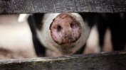 Китай забрани вноса на свинско от Германия заради заради африканска чума