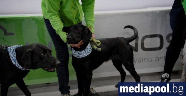 Кучета, които са обучени да откриват коронавирус, започват да душат