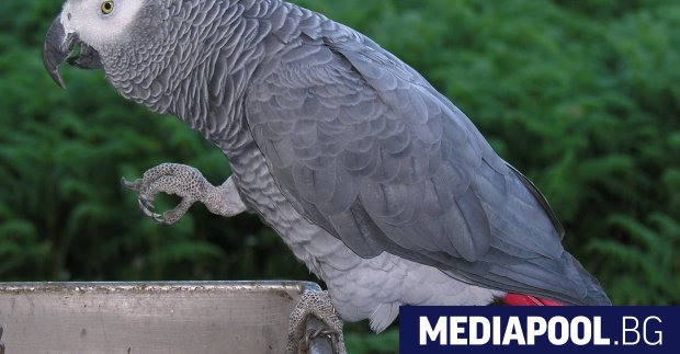 Британски зоопарк постави папагали в изолация, защото започнаха да псуват
