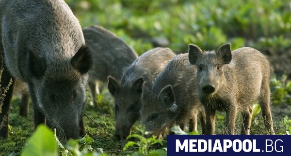 Министерството на земеделието готви преференции към частници и ловни сдружения