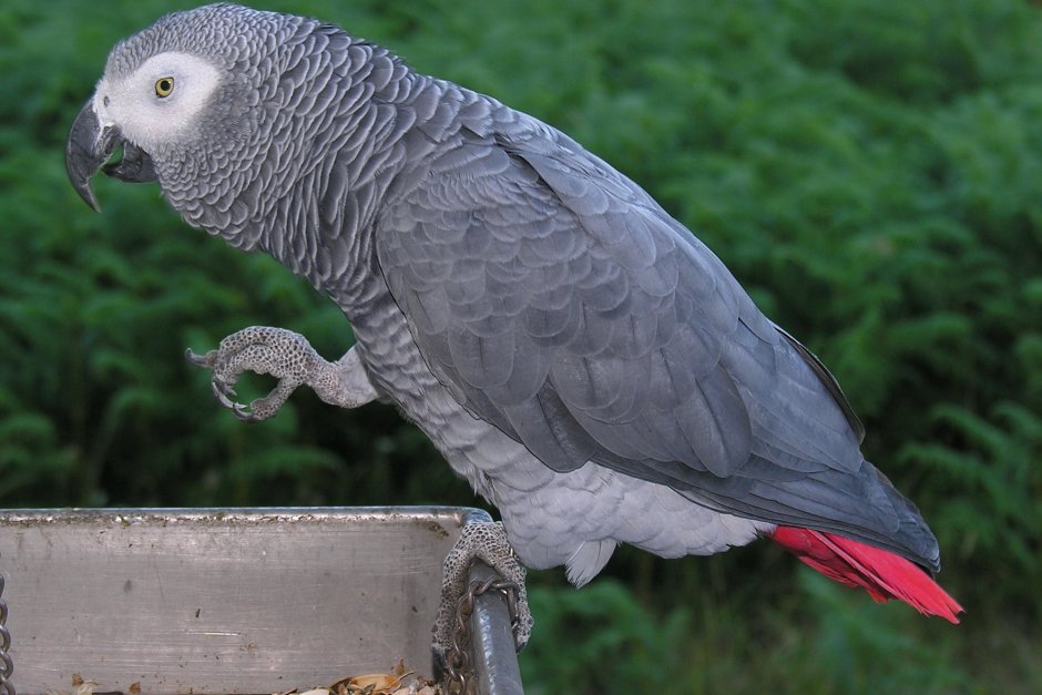 Псуващи папагали бяха скрити от посетителите в британски зоопарк