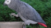 Псуващи папагали бяха скрити от посетителите в британски зоопарк