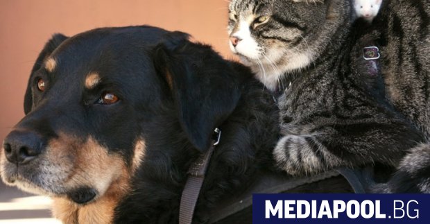 Проучването на кучешка ДНК показва че най добрият приятел на човека