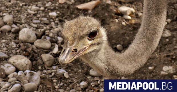 Кръстоносния поход поведоха два фейсбук профила на неизвестните за мен г н