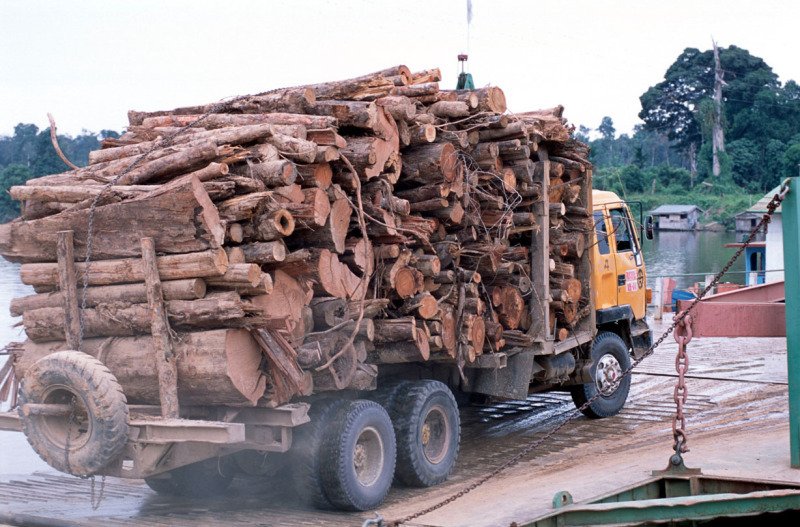 Всеки десети кубик дърва е добит "легално престъпно"