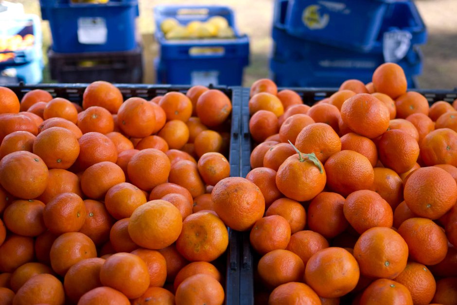 Над 512 тона плодове и зеленчуци с пестициди спрени през октомври