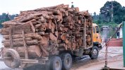 Всеки десети кубик дърва е добит "легално престъпно"