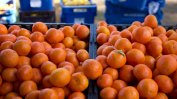 Над 512 тона плодове и зеленчуци с пестициди спрени през октомври