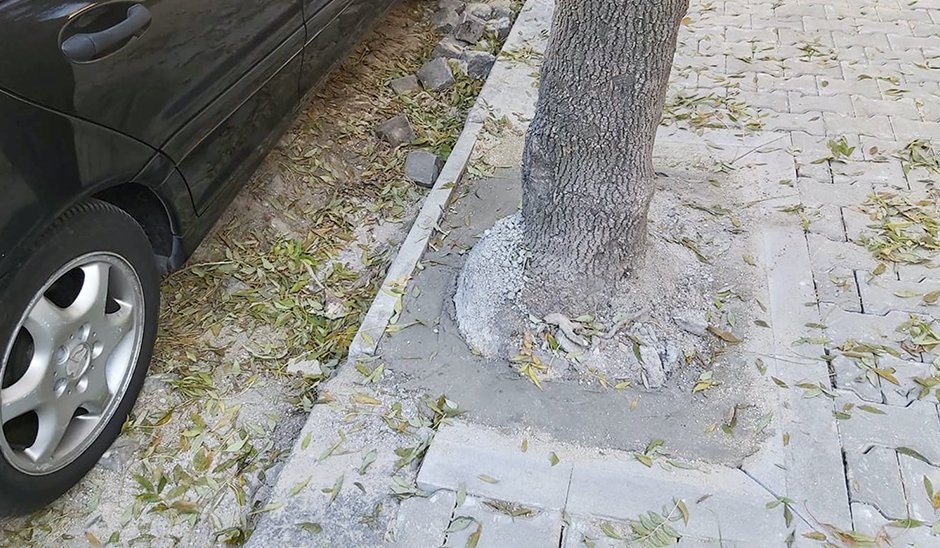 Зам.-кмет на район "Средец" е уволнен заради бетонираните дървета по "Парчевич"