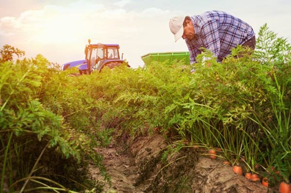 България получава 200 млн. евро допълнително за земеделие от Плана за възстановяване на ЕС
