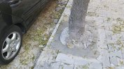 Циментираха и посипаха със земя дървета по "Парчевич" в София (видео)