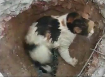 Котка бе спасена в Турция след 48 часа в тръба под пласт бетон