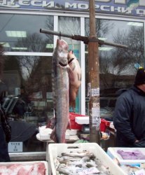София отваря пазар за прясна риба за Никулден