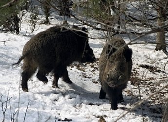 31 нови случаи на Африканска чума при дивите прасета