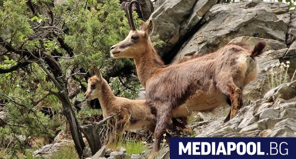 14 бременни диви кози са избити по брутален начин в