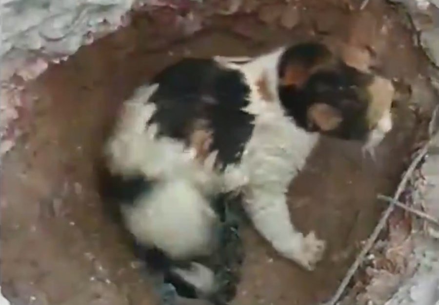 Котка бе спасена в Турция след 48 часа в тръба под пласт бетон