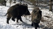 31 нови случаи на Африканска чума при дивите прасета