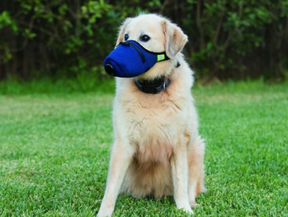 Продажбите на предпазни маски за кучета отчитат рекорд