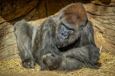 Излекуваната 48-годишна горила Уинстън