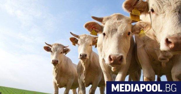 ЕК ще предоставя субсидии за крави, застрашени от изчезване през