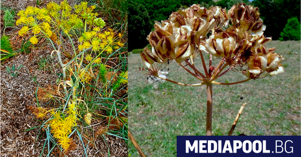 Слабоизвестният растителен препарат тапсигаргин доказано е високо ефективен срещу Covid 19
