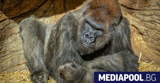 Възрастна мъжка горила от зоопарка в Сан Диего, Калифорния, заразена
