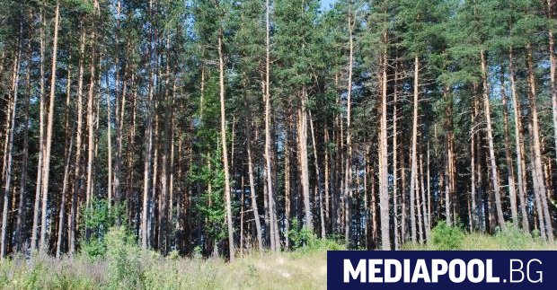 Държавата се готви да изкупува гори от частни собственици за