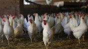 Птичи грип. Избиват 100 000 пилета във ферма в Плевенско