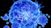 Британският вариант на вируса 10 пъти по-лесно се съединява с рецепторите на клетките