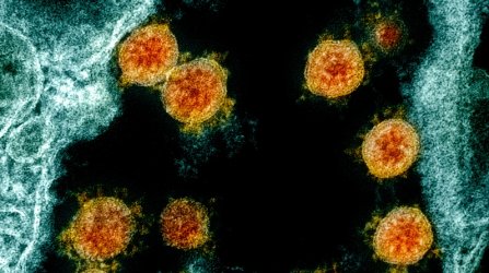 Антителата срещу коронавируса остават девет месеца след болестта
