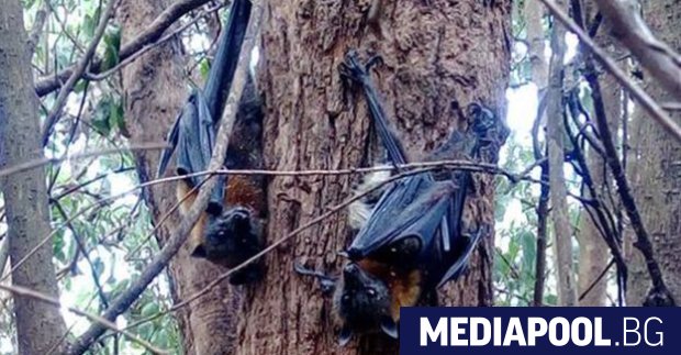 Учени от Китай и Австралия направиха мащабен преглед на коронавирусите