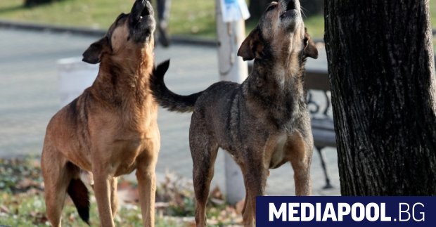 Столична община е осъдена 20 пъти само за година от