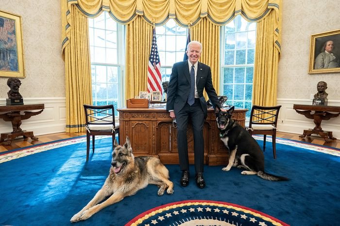Ухапване: Кучетата на Байдън бяха отпратени от Белия дом