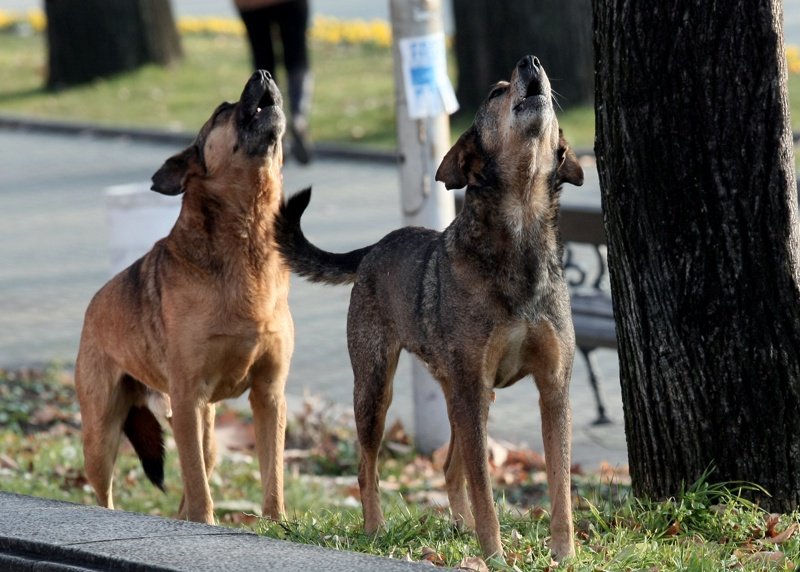 София платила 100 000 лв. за обезщетения на граждани, ухапани от кучета