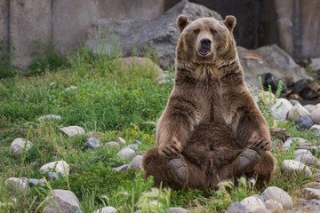 Грижата за мечките е във фокуса на Часът на Земята 2021