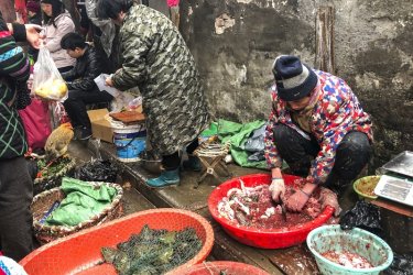 СЗО призова страните да спрат продажбата на живи диви бозайници на пазарите за храни