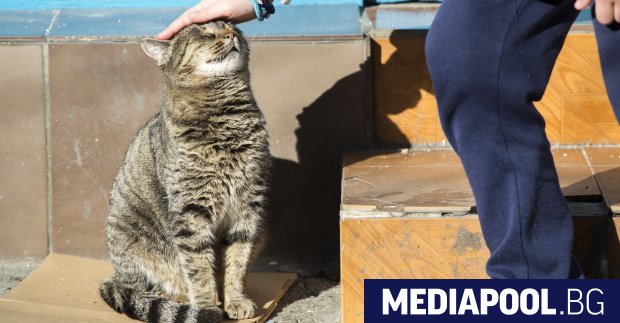 Чери лапи и Столична община започват реализацията на нов проект