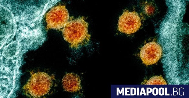 Първото изследване сравнило пряко имунната реакция на ваксините на Pfizer BioNtech